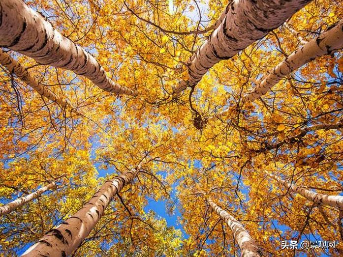 冬季常绿的植物图片,观干植物有哪些