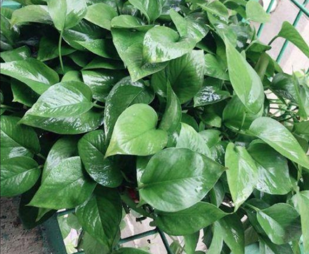 绿萝喜阴怎么养,绿萝的三大功效