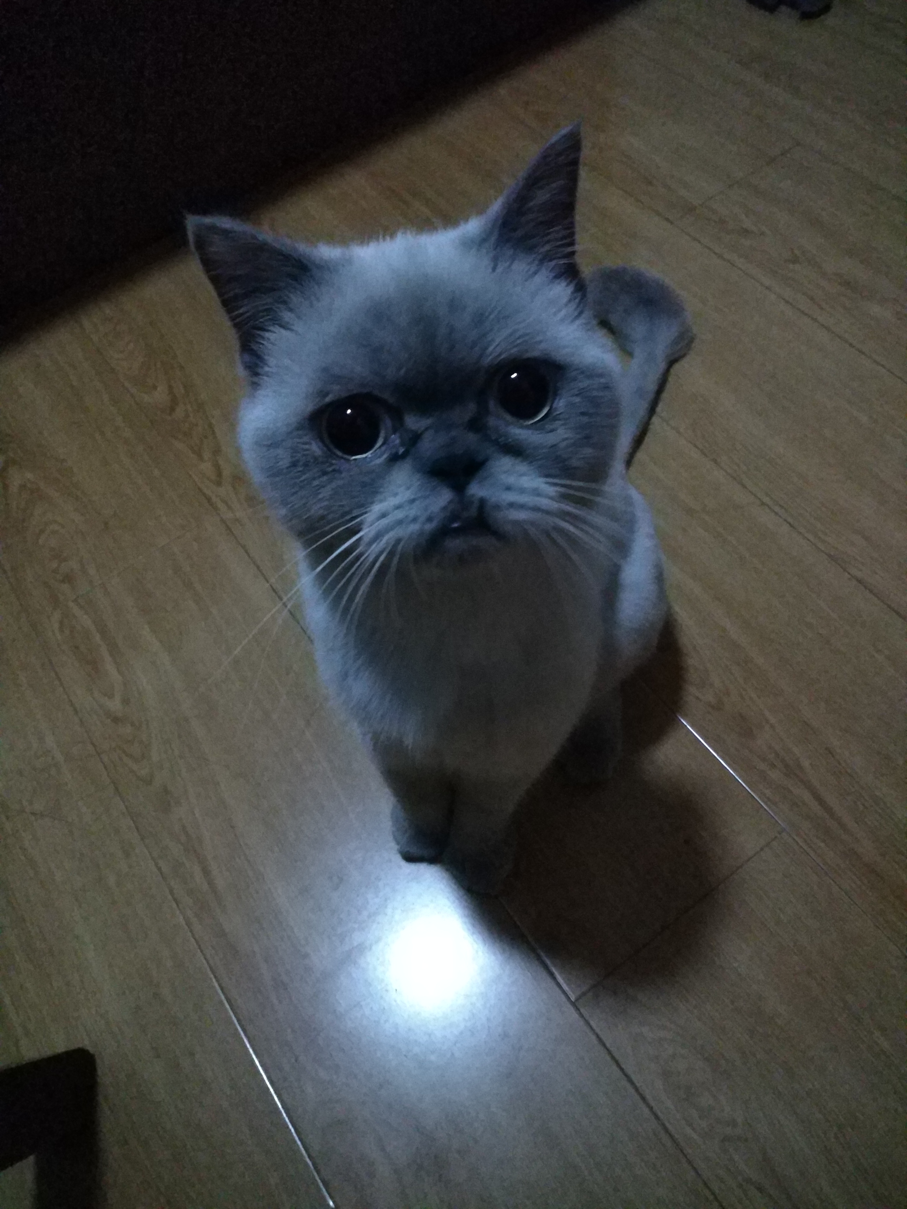 一只困到睁不开眼的喵星人,一只喵星人的成长史一口气看完