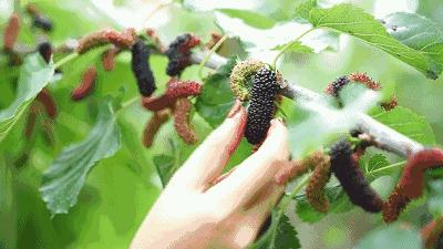 春城*月天五**，醉美桑果园