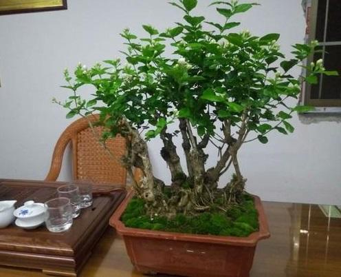 茉莉花怎么才能养成老桩,茉莉花老桩能生根吗