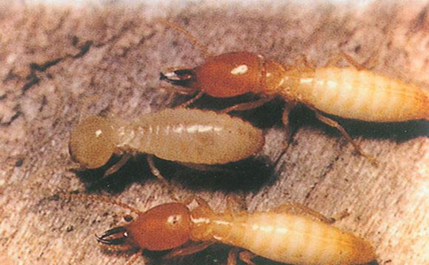 广州番禺白蚁防治中心哪家好,广州荔湾灭白蚁公司