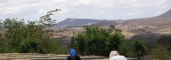 咖啡产地,世界咖啡产区分布图