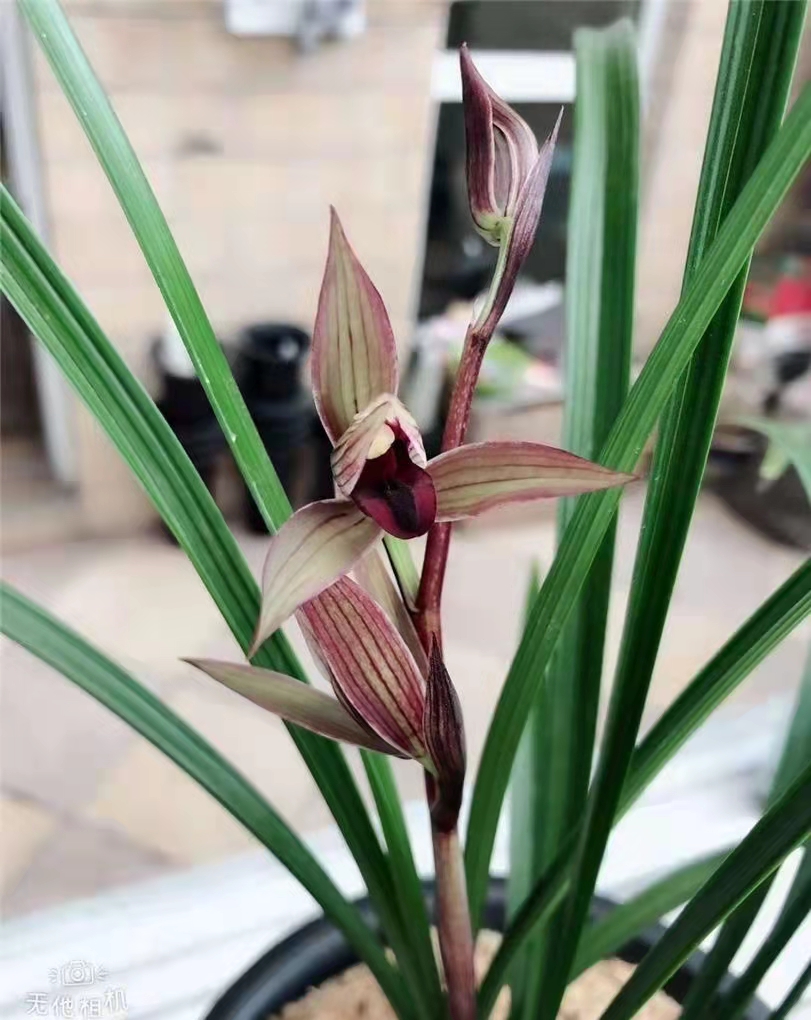 兰展上的兰花,兰花展会上的名贵兰花