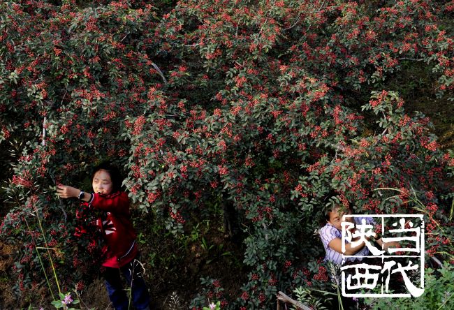 韩城花椒,韩城花椒麻度