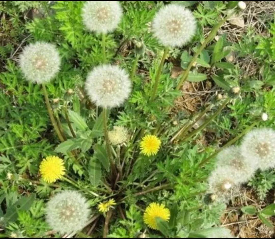 野生植物类中药一览表,民间中药植物