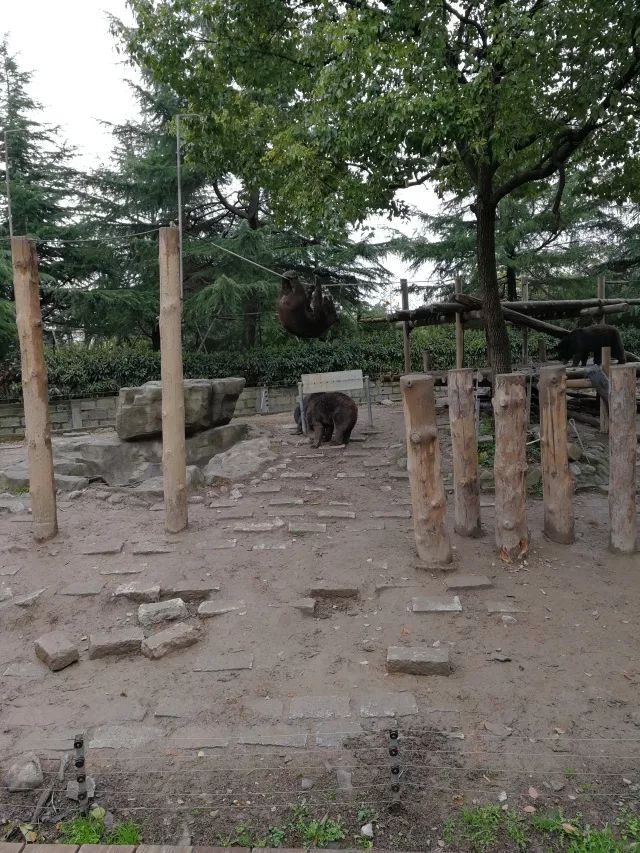 在上海迪士尼怎么玩比较快呢,在上海迪士尼玩一整天