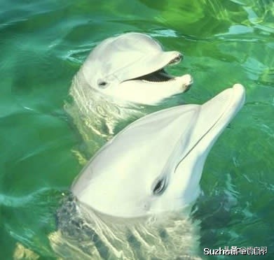 海豚湾,海豚湾恋人主题曲