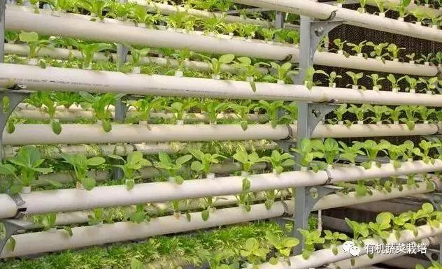 水培蔬菜种植的基础知识,水培蔬菜家庭版水培生菜