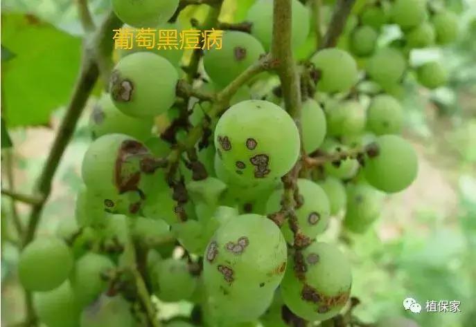 常用农药药剂特性大汇总，千万别错过！！！值得收藏