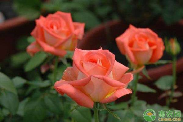 玫瑰批发10000支多少钱,玫瑰批发多少钱一支直播