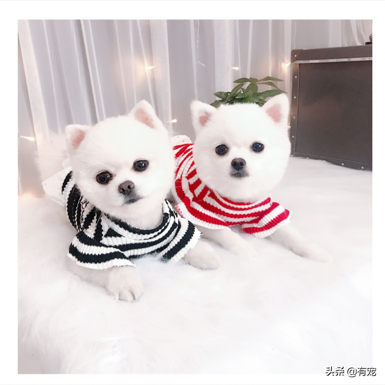 长毛狗狗梳毛的正确方法,狗狗毛发蓬松好还是短毛好