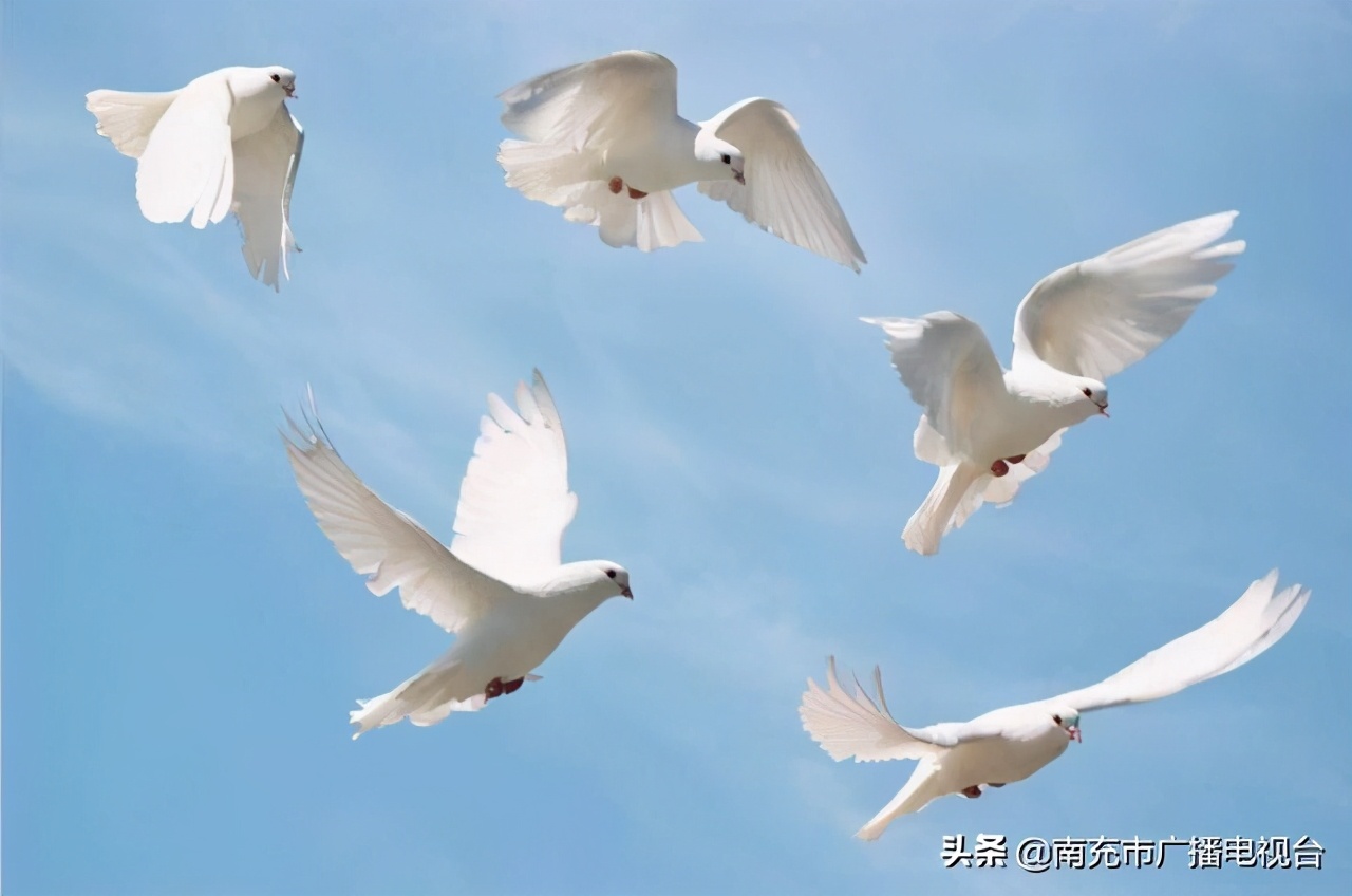 秀出你自己！2020年“健身南充”网络运动会12月6日开始报名啦