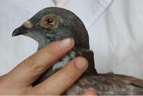 鸽子感染单眼伤风衣原体怎么治,单眼伤风和鹦鹉热是同一种衣原体