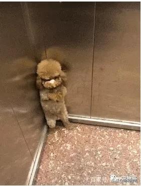 泰迪躲角落里被揍,泰迪坐电梯里视频