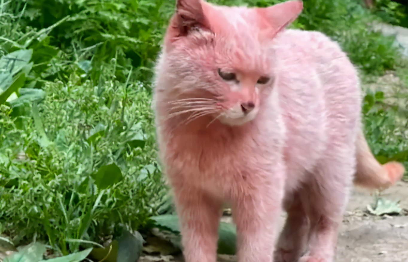 全球罕见足球猫冲上热搜,网友:指定染色!结果......哈哈哈哈