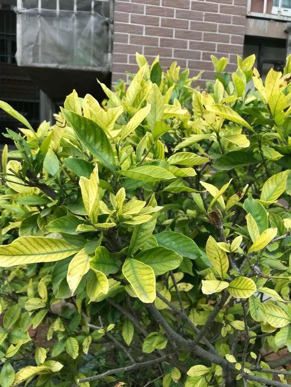 叶子出现9大“信号”,要小心,是提醒要浇水、施肥、补光了