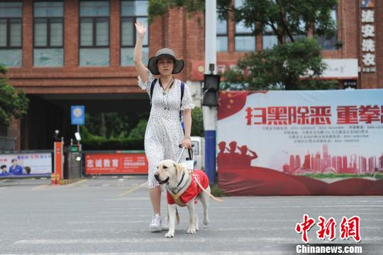 导盲犬带主人去景区被拒绝,上过央视的导盲犬被公交司机拒载