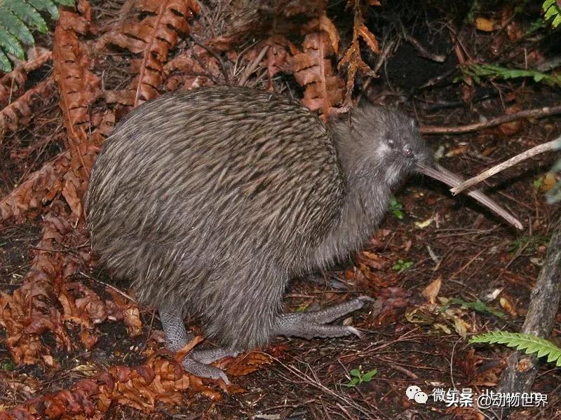 奇异鸟的样子,奇异鸟在哪里