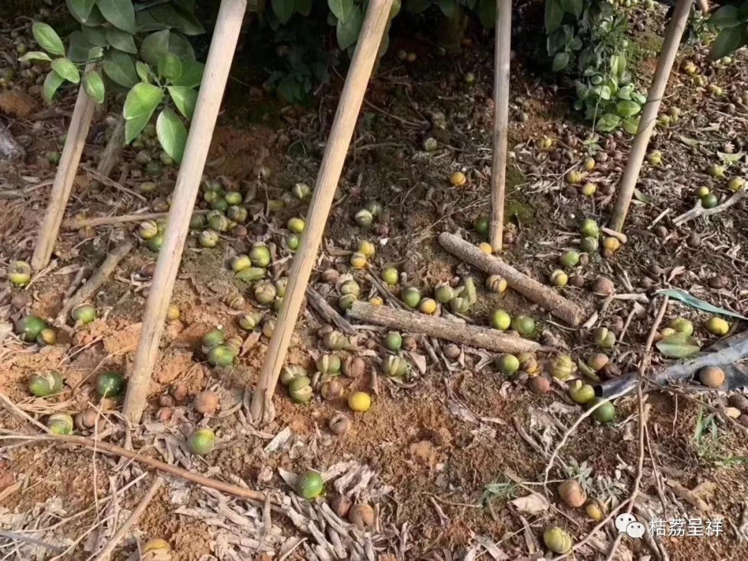 今年柑桔春季管理,柑桔种植全年管理计划