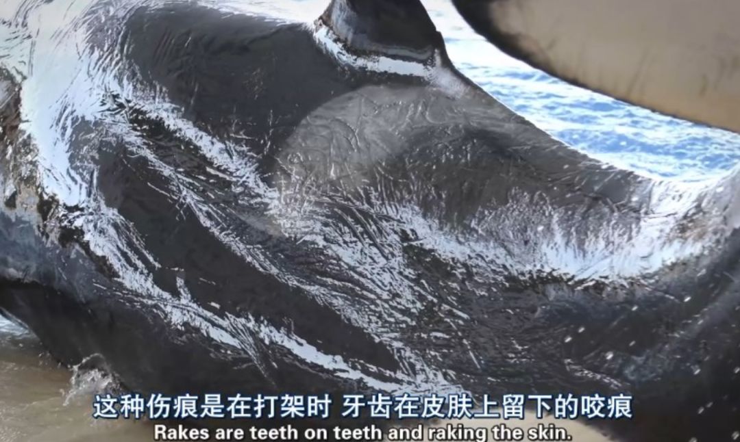 每个生命都值得被虐待,任何生命都不该被虐待