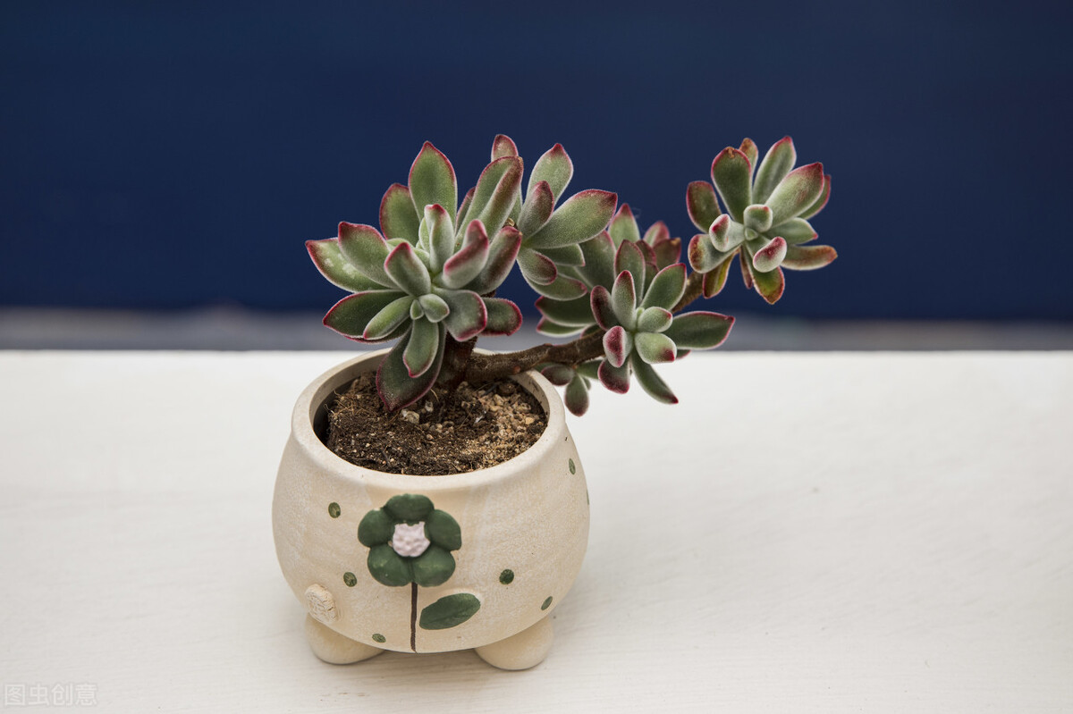 养什么植物晒不死又不怕冻,北方冬天适合养的花草耐寒耐冻