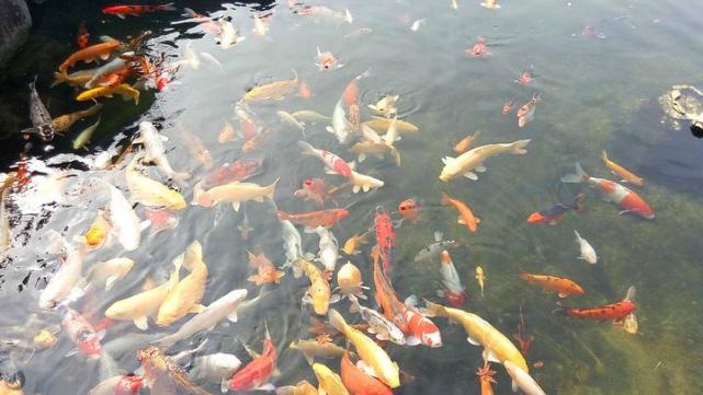 鱤鱼、鳄雀鳝、红尾鲶，广西一锦鲤池频现“吃鱼怪”，谁放的？