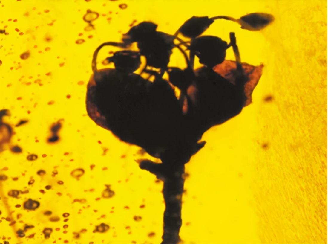 最古老花朵化石,远古花朵化石