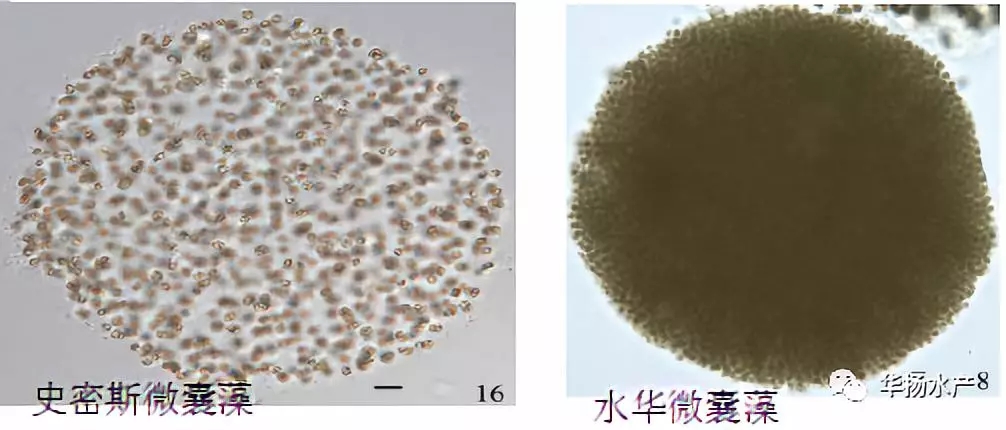 蓝藻水华介绍,蓝藻水华功效与作用