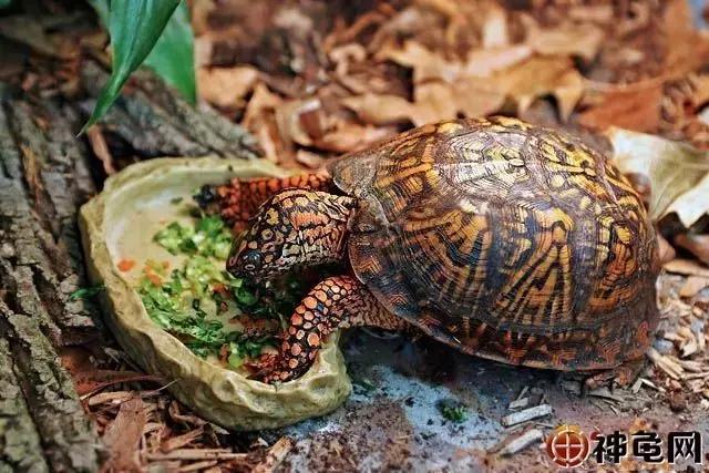 陆龟和半水龟有什么区别,最易饲养的偏陆半水龟