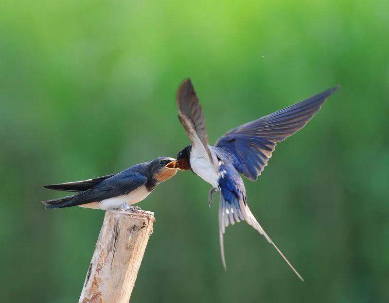 美丽的春天来了万物复苏,美丽的春天来了在山坡看到了什么