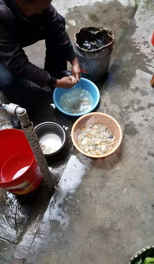 河蚌先生,河蚌先生啥意思