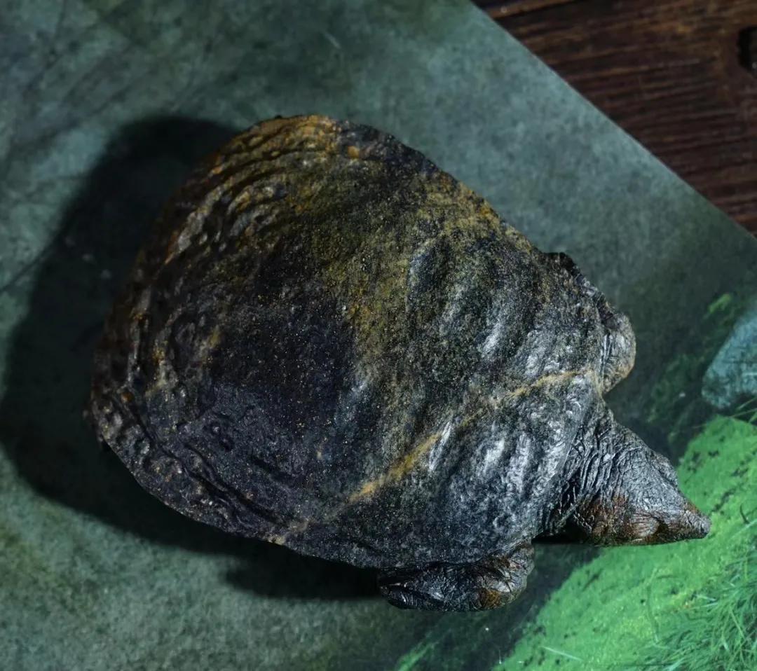 石头，只有中国人最懂