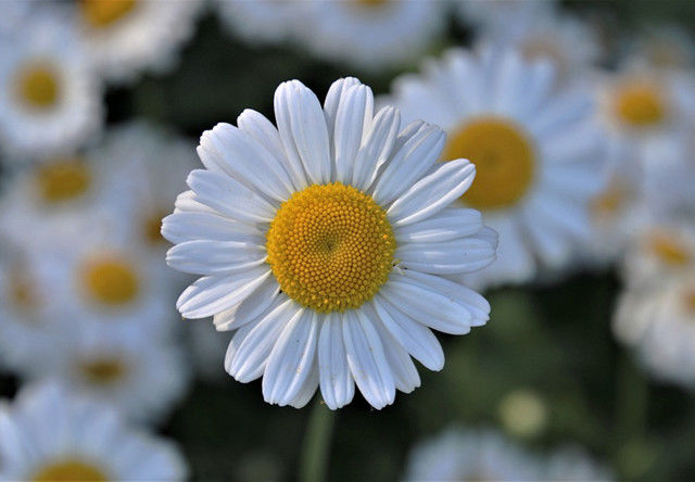 洋甘菊花语苦难中的坚强,洋甘菊真是好养活