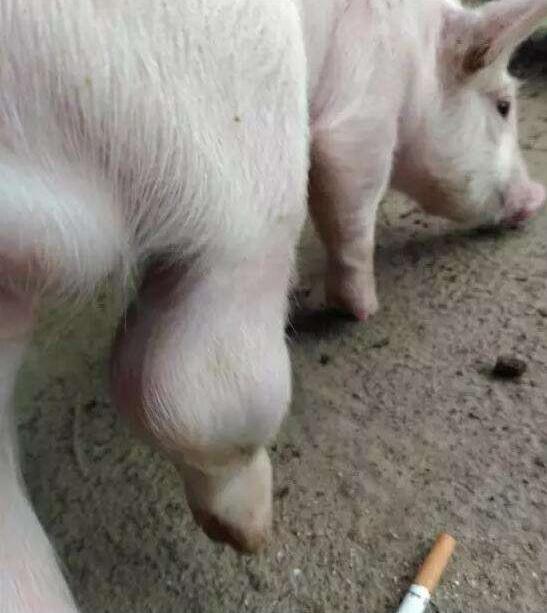猪关节肿胀,全身发紫,高烧,如何快速确诊治疗?