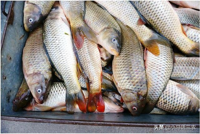 农村大集鲤鱼多少钱一斤,农村大集上的野生鲤鱼