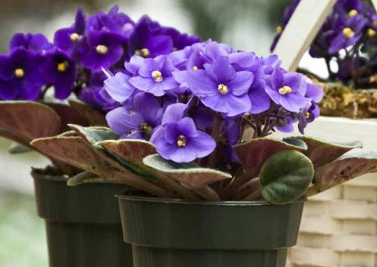 容易养的室内盆栽花教程,盆栽室内懒人花好养招财净化空气