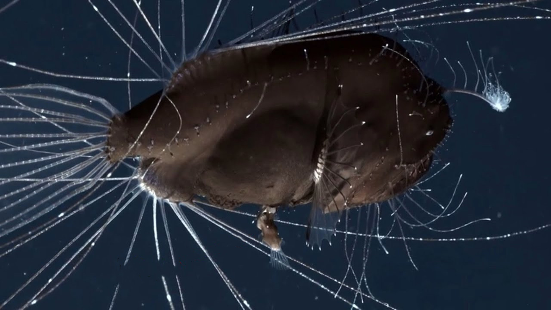 地球上唯一不死动物,地球上唯一的不死动物