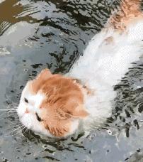 猫咪夏天怎么降温,夏天如何给小猫咪降温