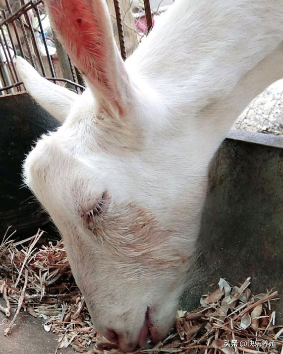 羊红眼病最快治疗方法,羊红眼病最佳防治方法