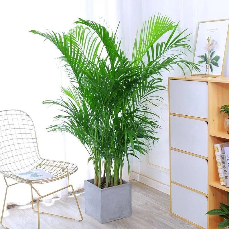 养散尾葵的正确方法,冬季室内养殖散尾葵如何养