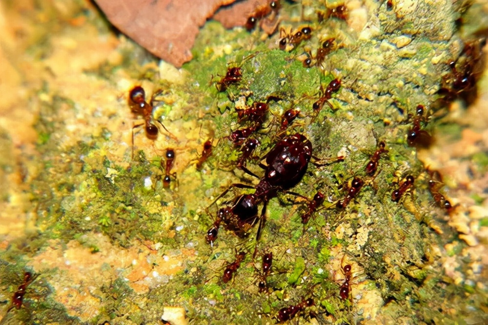 静美佛坪第一期视频,静美佛坪完整视频