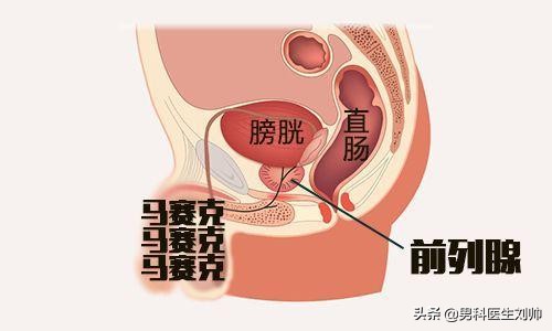 前列腺的锻炼方法,前列腺的功能不包括