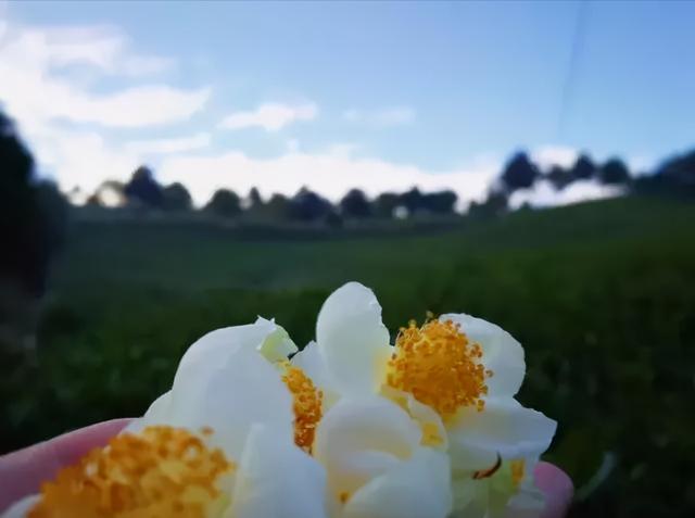 溧阳市枫香小筑民宿,溧阳天目湖最好的民宿