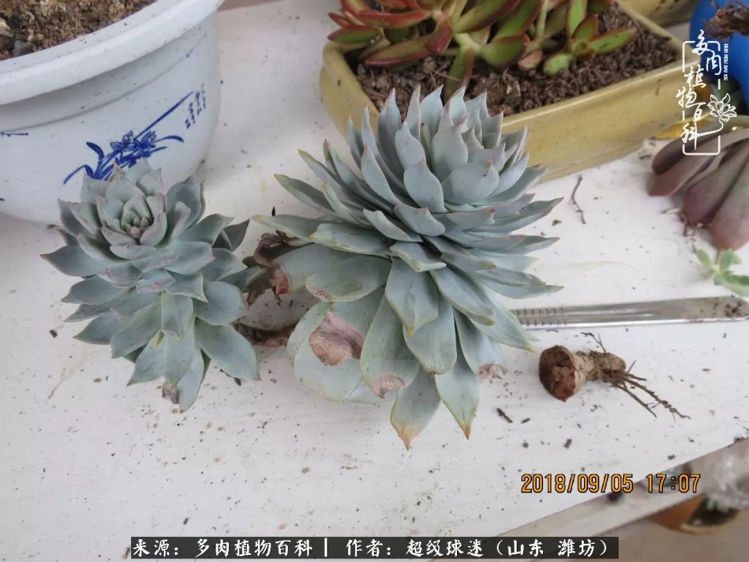 多肉黑茎咋办,多肉黑菌