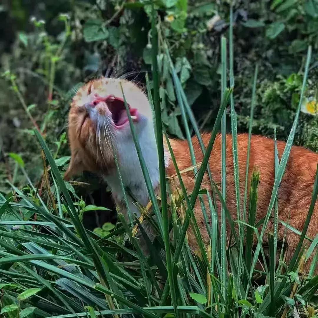 青城山隐居民宿幽悟原宿,睡进乡野民宿