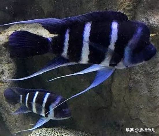 三湖慈鲷萨伊蓝六间灯光,三湖慈鲷萨伊六间