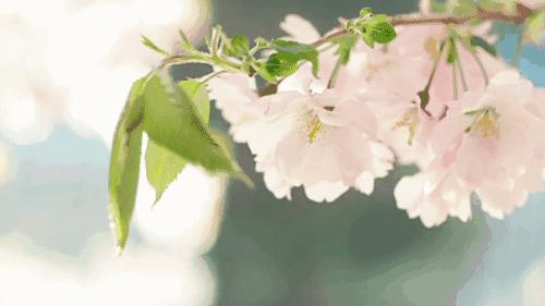 马鞍山滨江公园樱花开了吗,马鞍山雨山樱花