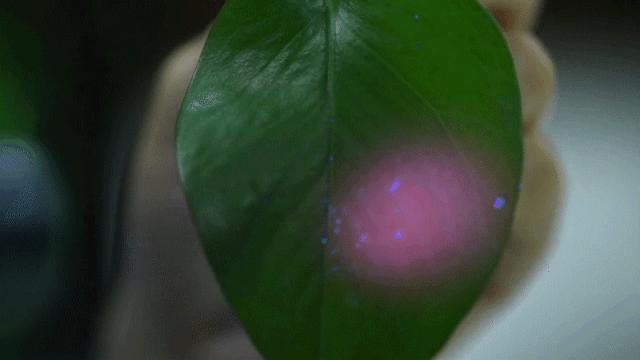 中科院大连化物所,中科院大连化物所历史成就