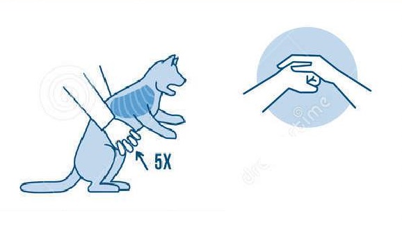 猫吃了针线怎么才能拉出来,猫吃了缝衣服的针